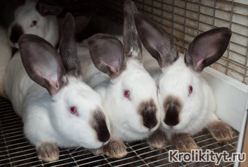 Кролики строкачи (36 фото): описание немецкой породы строкач, характеристика внешности, особенности разведения, отзывы владельцев
