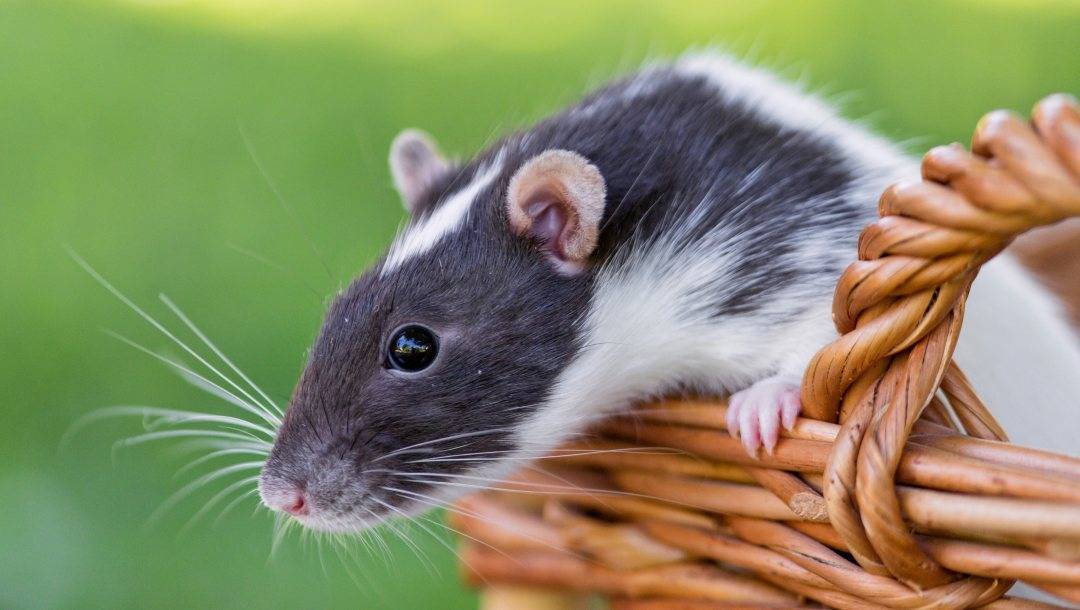 Чем отличаются мыши от крыс: разница во внешнем виде, поведении, питании, интеллекте