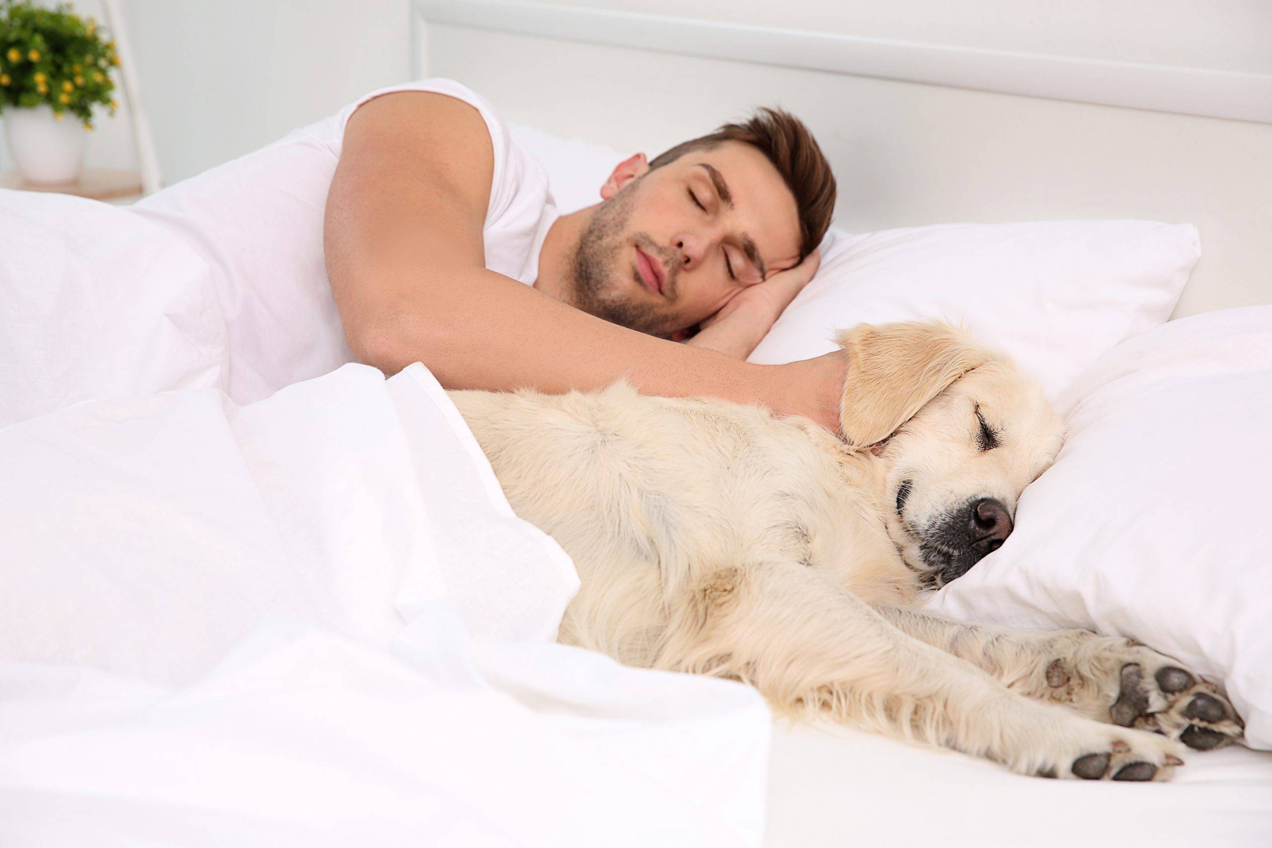 Быть как можно ближе к вам: то, как спит ваша собака, говорит об отношении к вам