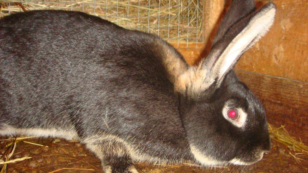 Сколько длится беременность у кроликов и через сколько дней рожают крольчат