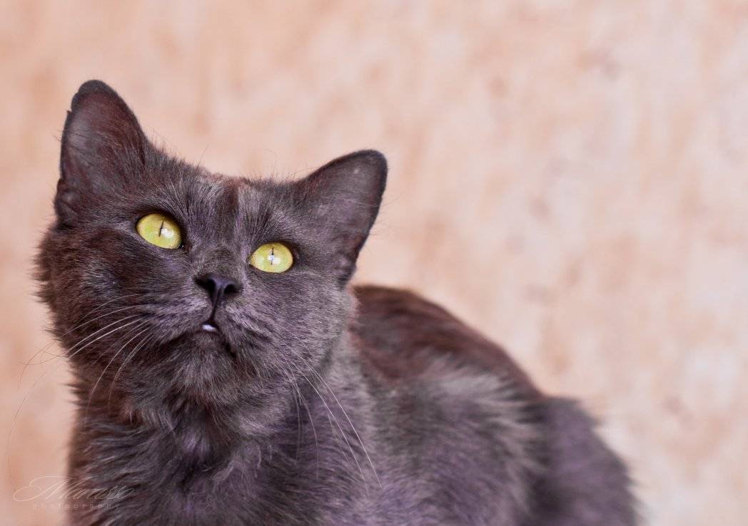 Нибелунг кошка: описание породы, характер, уход