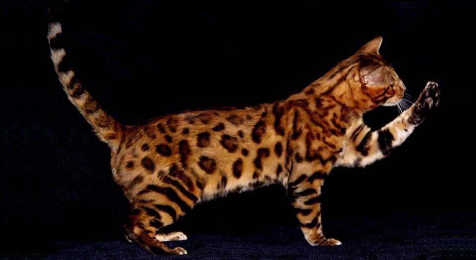 Самые милые породы кошек: топ 25 пород