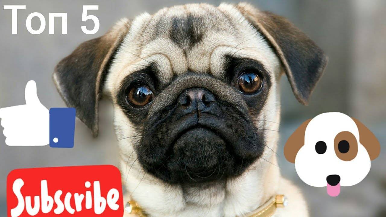 25 популярных собак средних размеров - hidogs.ru