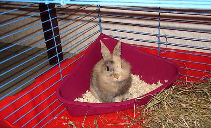 Туалет для кролика: какой наполнитель для кролика лучше