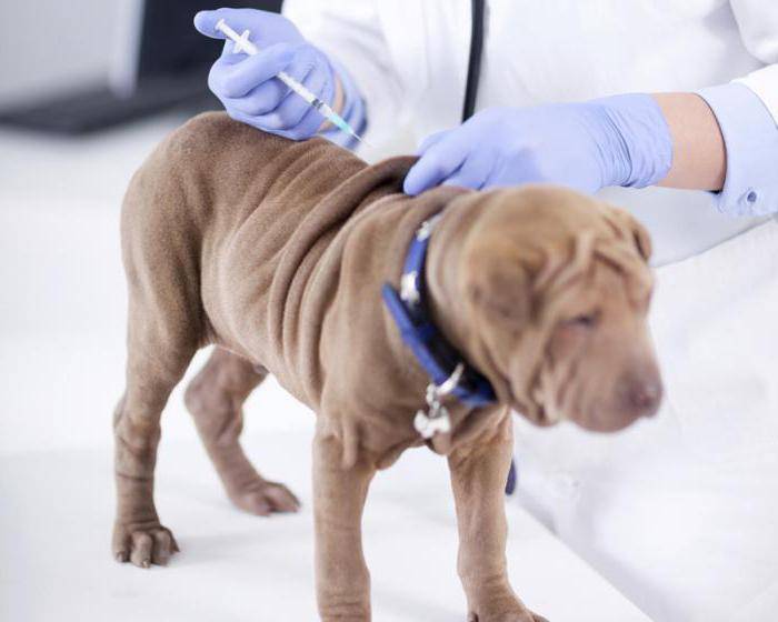 7 правил карантина после прививки от бешенства у собак: сроки