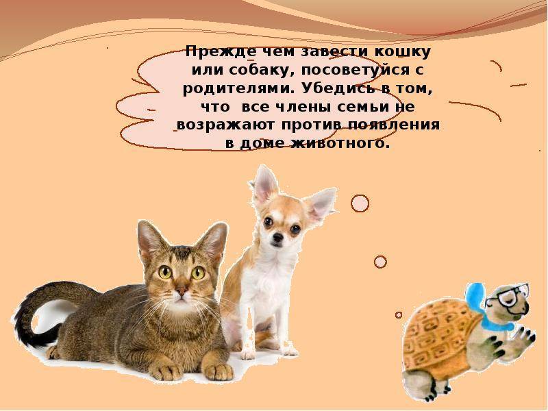 ᐉ стоит ли заводить вторую кошку? - ➡ motildazoo.ru