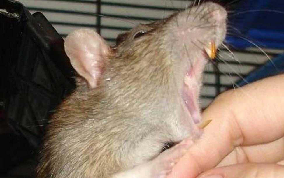 Крыса кусает: почему домашний грызун проявляет агрессию, что делать после укуса