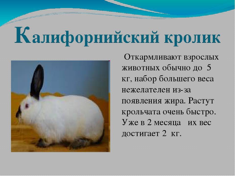 Кролики калифорнийской породы: стандарты, содержание и уход