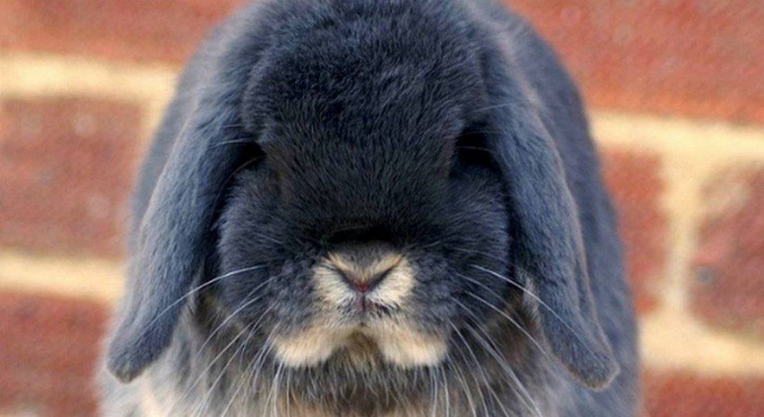 Кролик баран: описание и характеристика породы, уход и содержание, отзывы