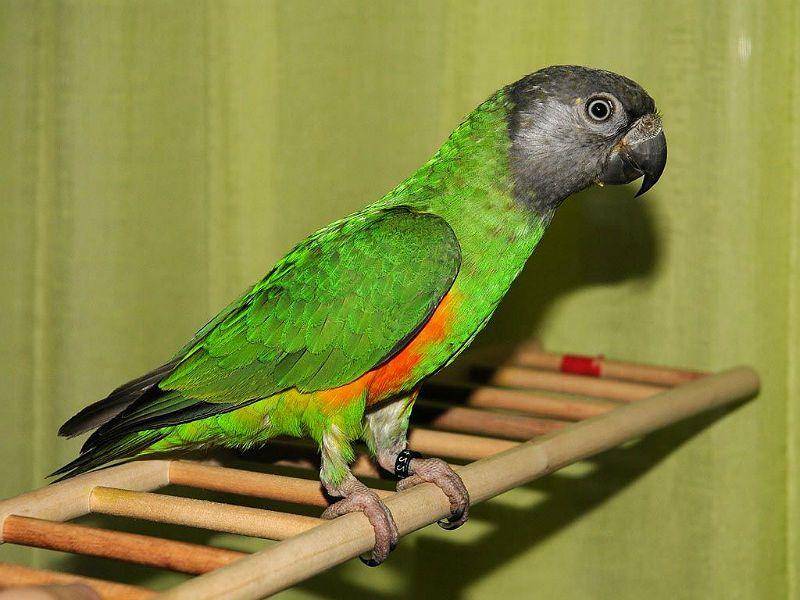 Cреда обитания роскошного горного попугая