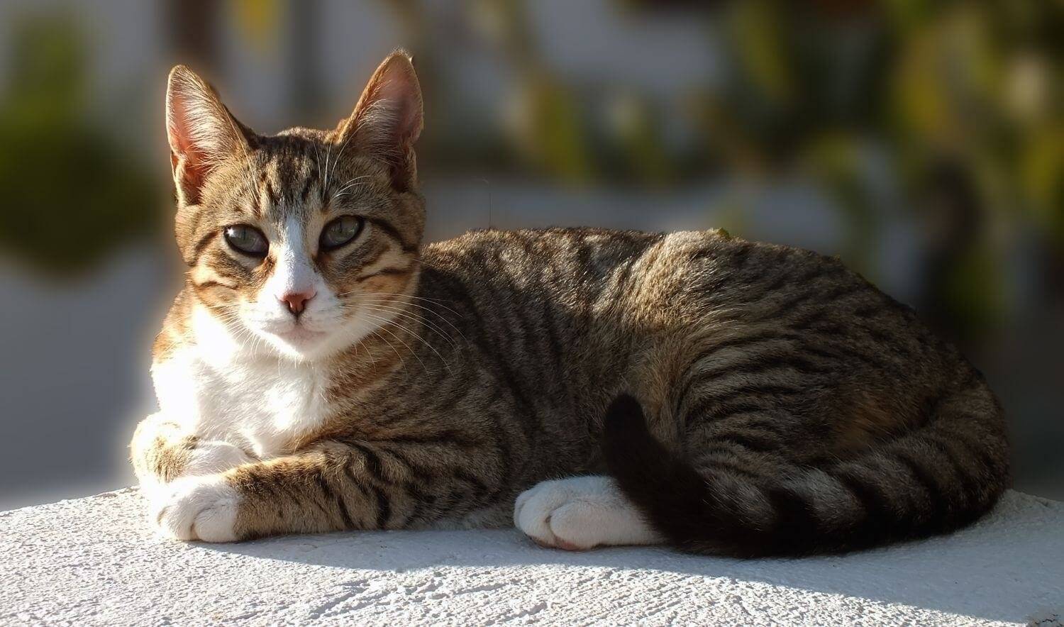 Американская короткошёрстная кошка: как выглядит, сколько стоит, как ухаживать, чем кормить