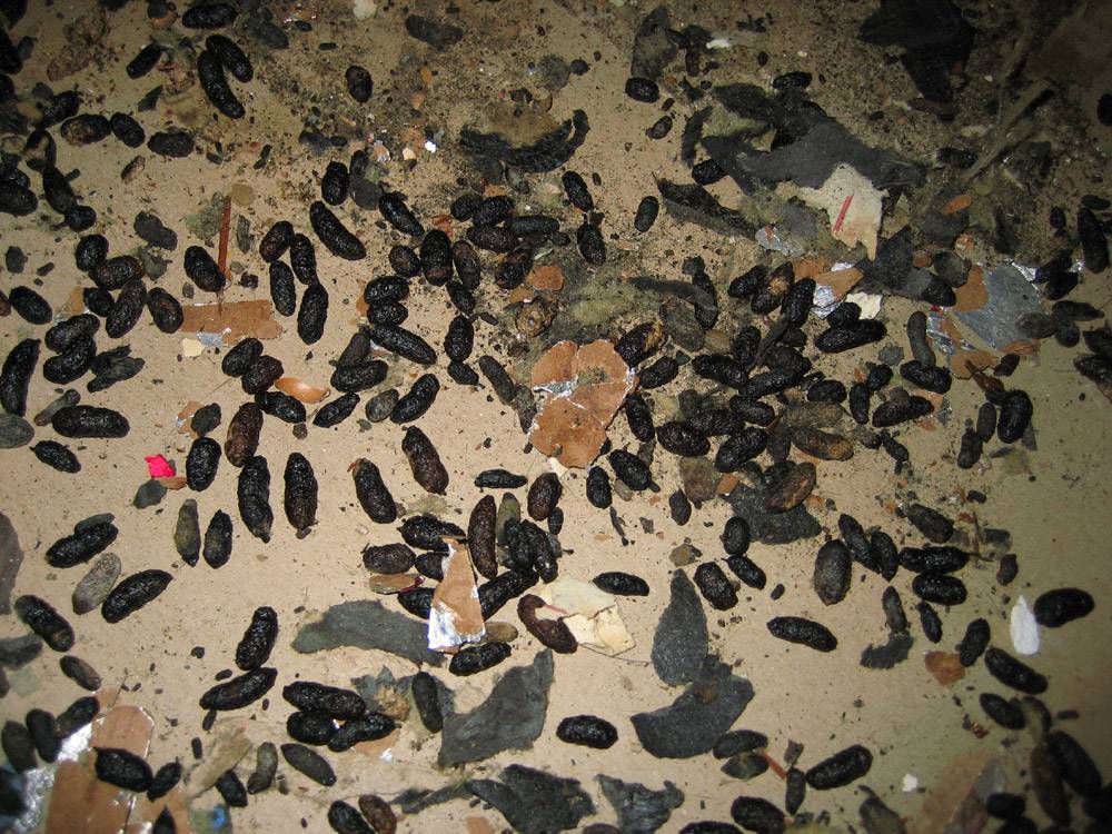 Почему морские свинки едят свой помет: экскременты грызуна