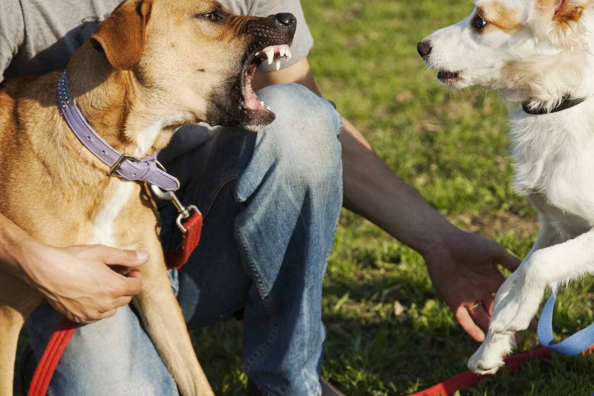 Как отучить собаку лаять