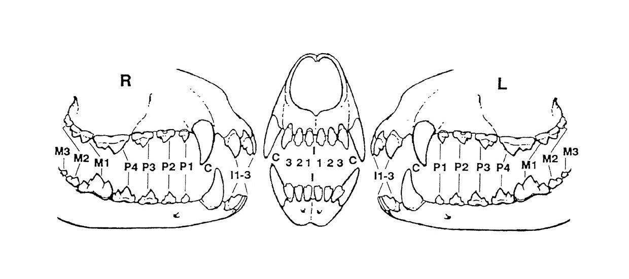 Зубная формула собаки фото