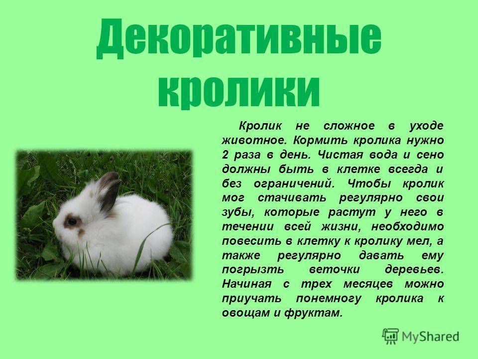 Особенности и правила содержания декоративного кролика | блог ветклиники "беланта"
