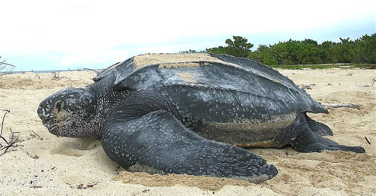 Топ 10 самых больших черепах в мире