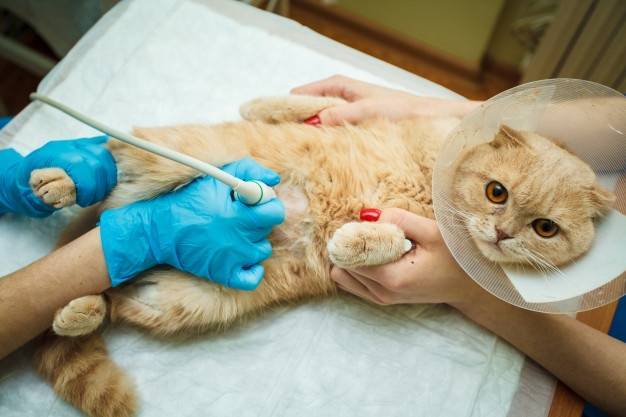 Прием кошек ветеринар-кардиолог. лечение и диагностика сердца у кошек | ветеринарная клиника евровет