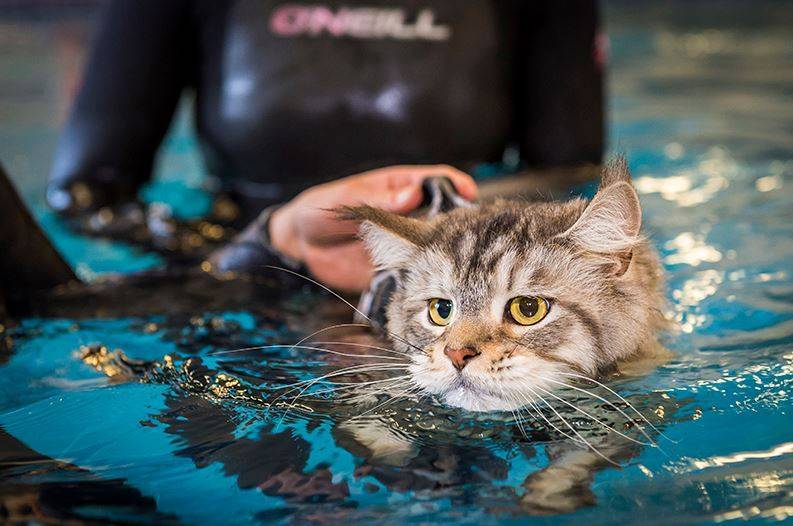Почему кошки боятся воды: причины, легенды, факты + советы по приучению