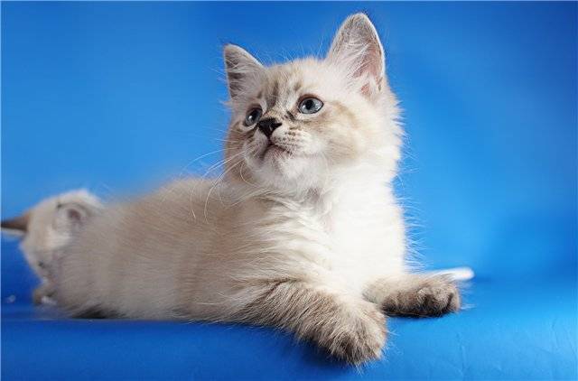 Невская маскарадная кошка: фото, описание породы, характер, достоинства и недостатки, сколько стоит