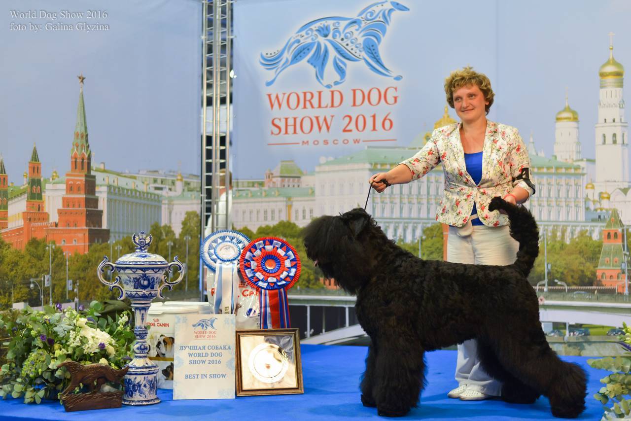 World dog show 2021 - bvv trade fairs brno