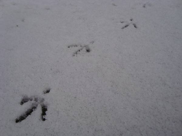 Как выглядят следы крысы на снегу - сорнякам нет