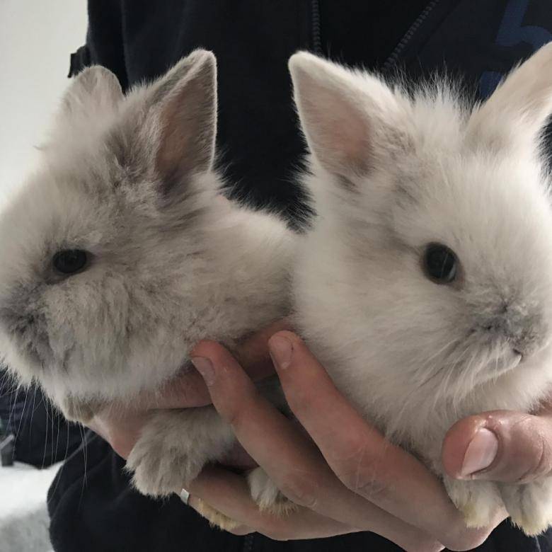 Сколько стоит декоративный кролик: средняя цена и породы кроликов