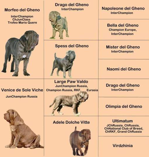 Английский мастиф (английский дог) — фото, характеристика породы собак, особенности