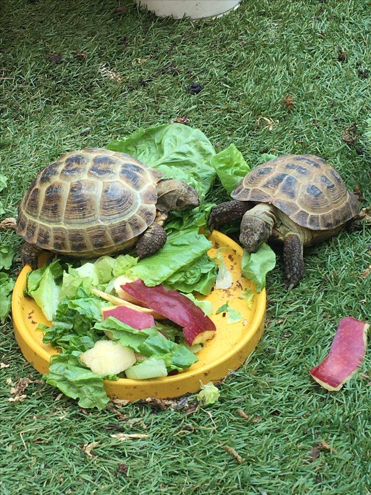 Чем можно кормить сухопутных черепах в домашних условиях. перечень запрещенных продуктов - твой питомец