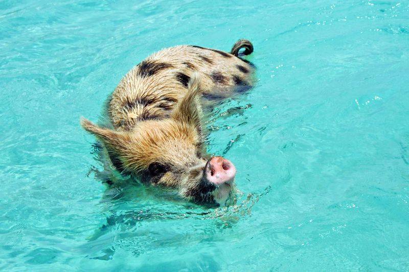Умеют ли морские свинки плавать в воде