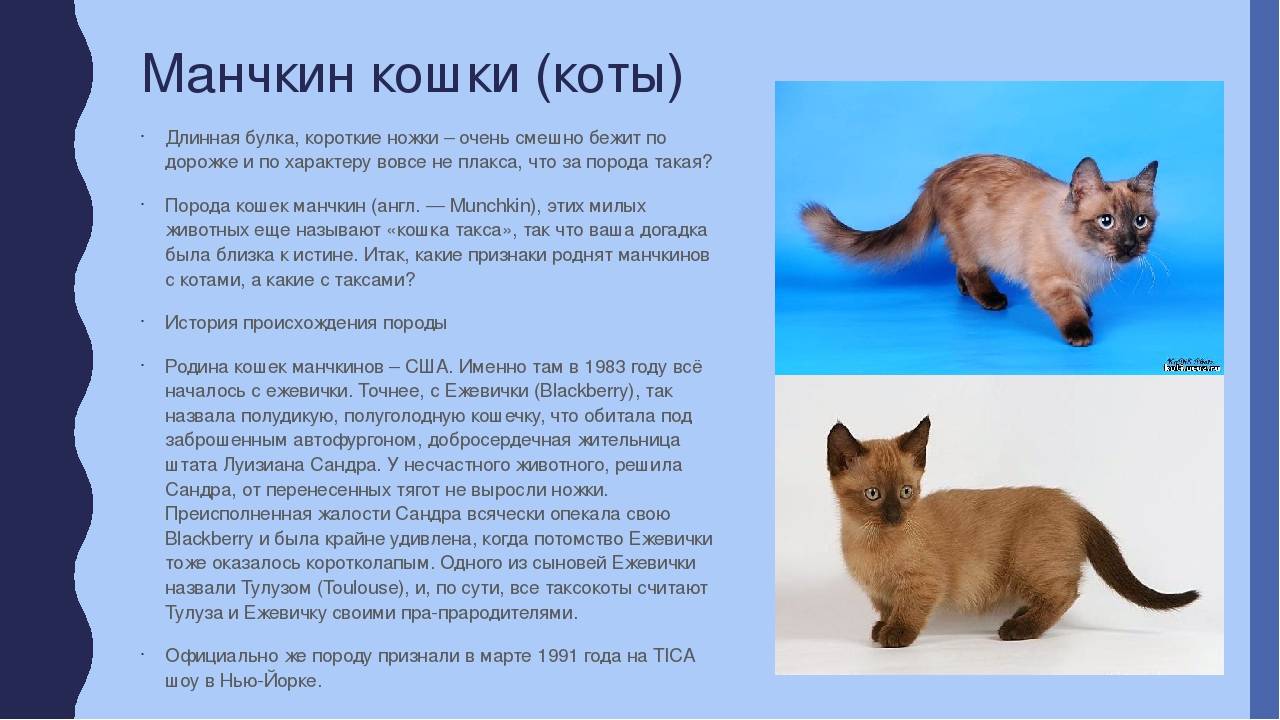 Бамбино: описание породы и характер котов - уход +видео и фото