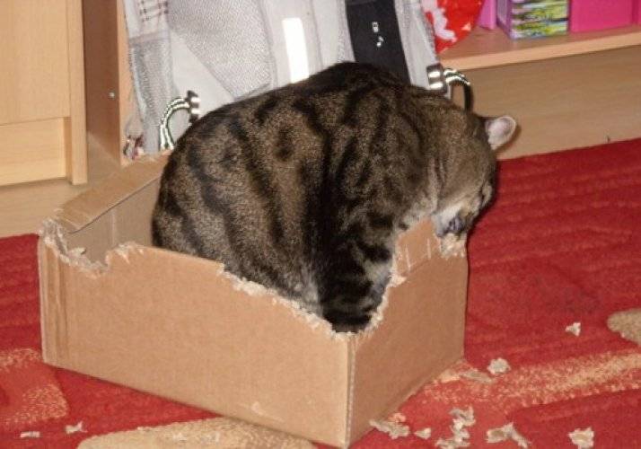 Почему коты и кошки любят коробки и пакеты: причины такого поведения, почему им нравится там сидеть