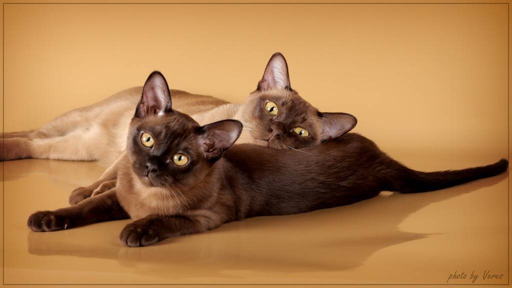 Бурманская порода кошек: описание и характер, окрас