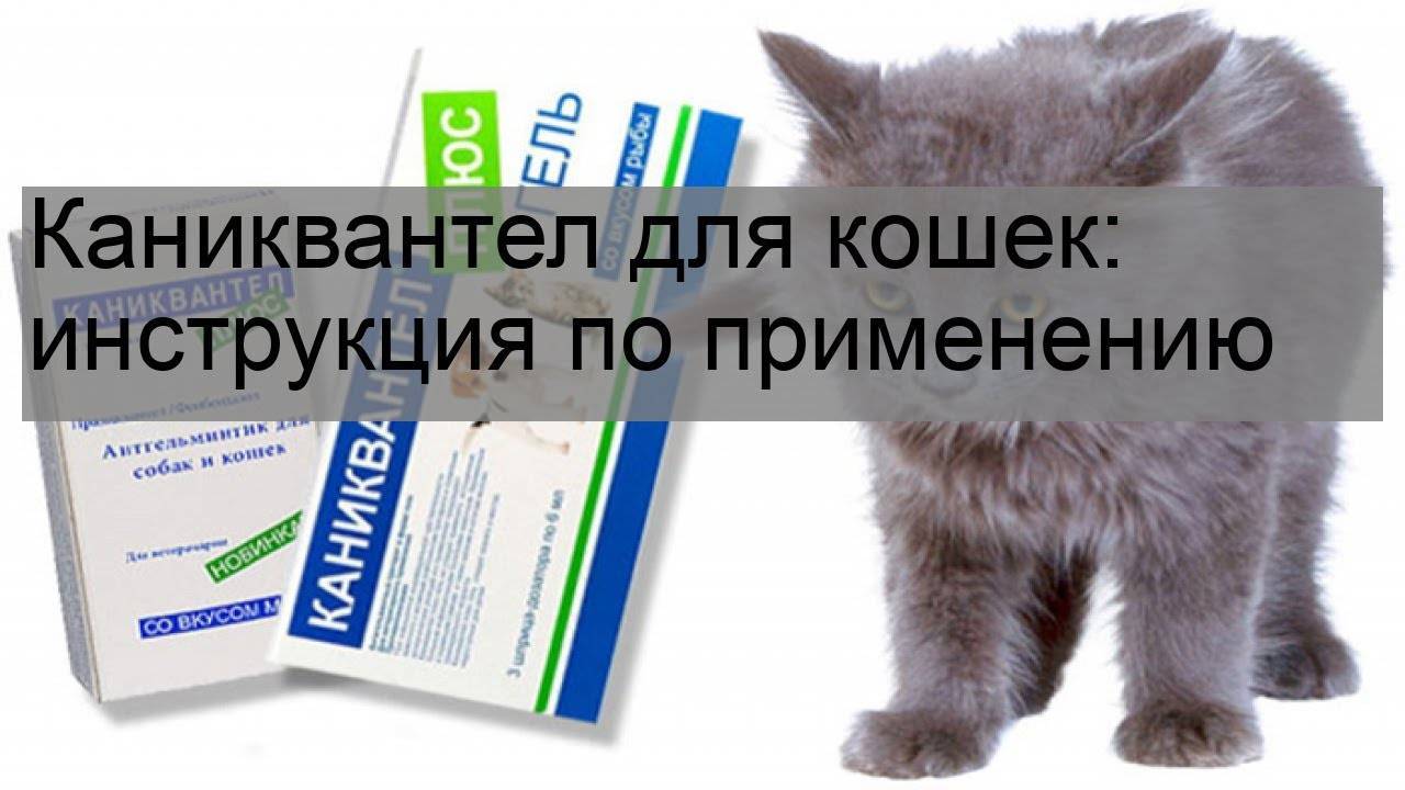 Каниквантел плюс для кошек: инструкция по применению, отзывы, аналоги, меры предосторожности
