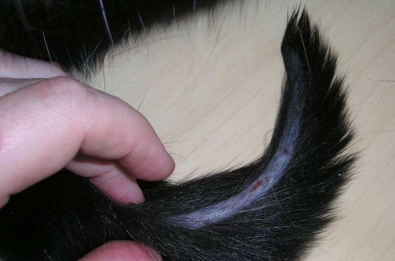 Много ли у вас волос от кошек