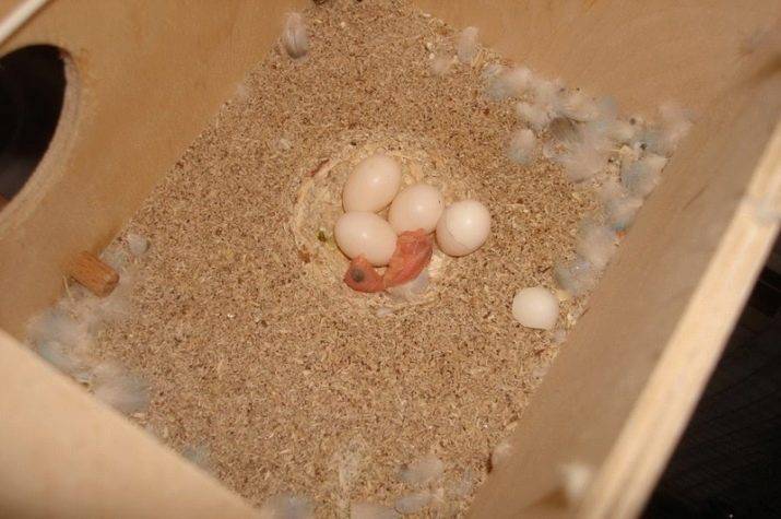 Гнездо для корелл: самодельное или покупное? выбираем вместе