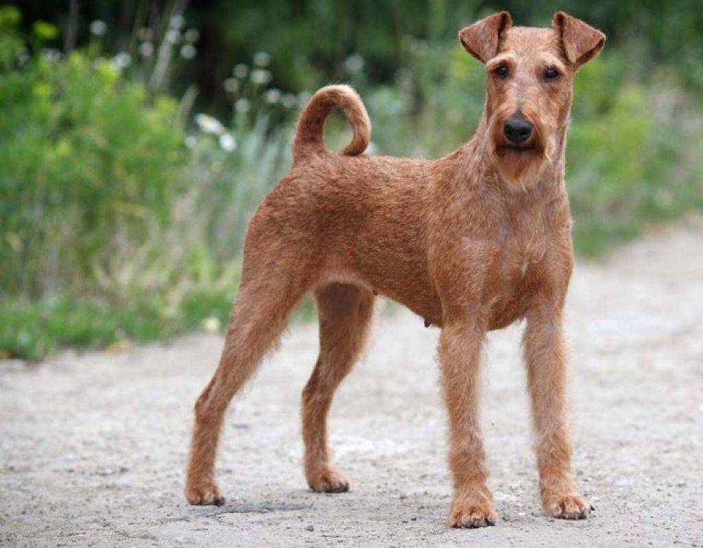 ᐉ уход за шерстью собаки: 6 типов шерсти – 6 подходов к уходу за собакой - ➡ motildazoo.ru