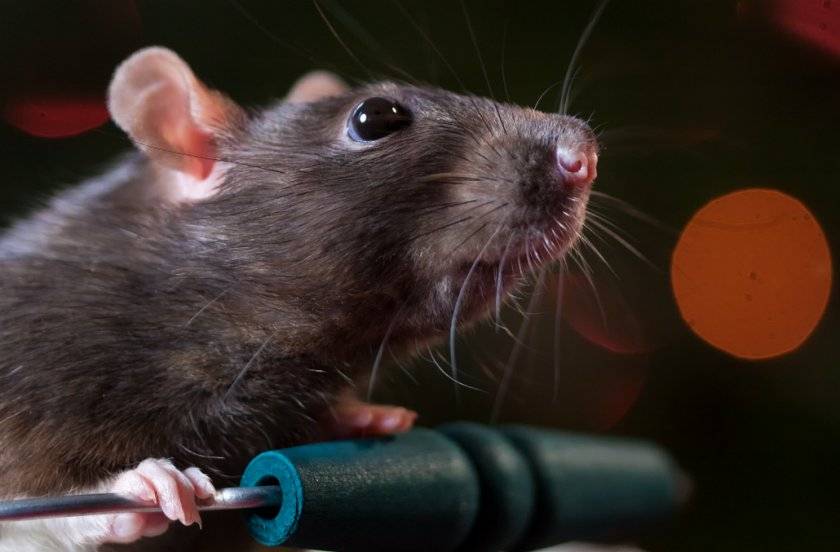 Как видят крысы: видят ли в темноте, какие у них глаза и зрение, различают ли цвета, строение зрительной системы