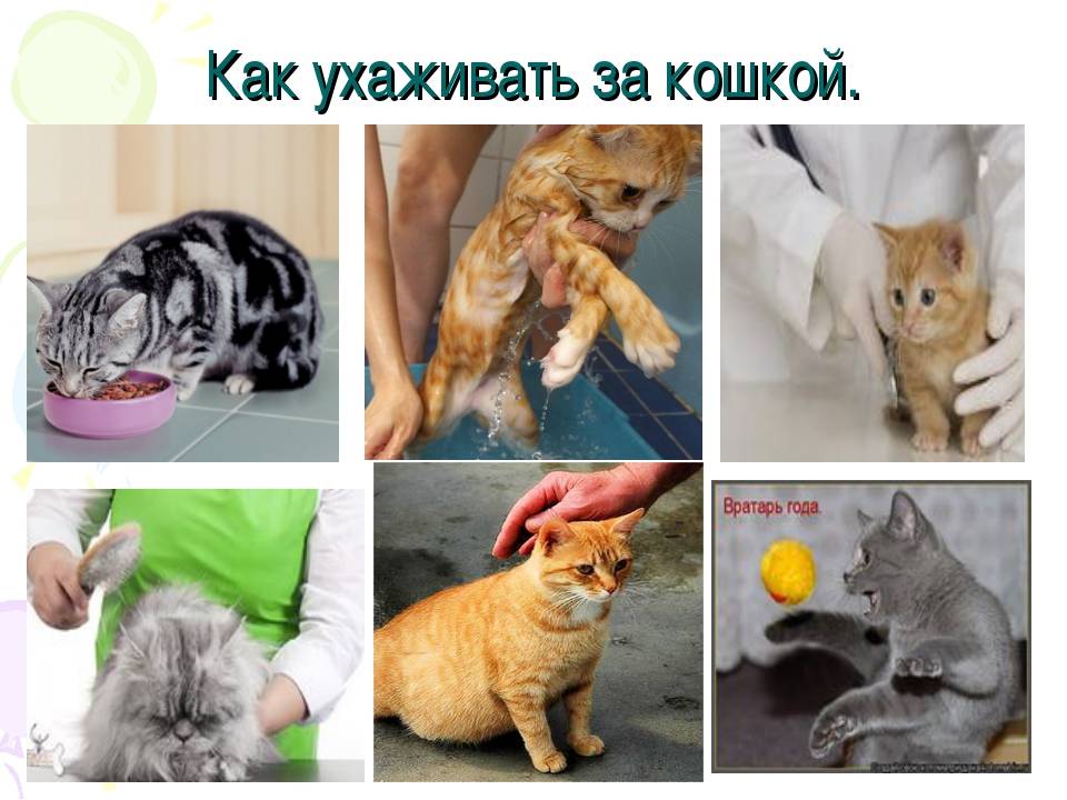 ᐉ уход за котятами без кошки - ➡ motildazoo.ru