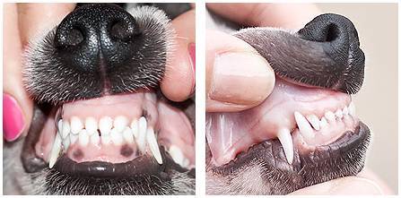 Количество зубов у собак: зубная формула и система питомцев, схем расположения