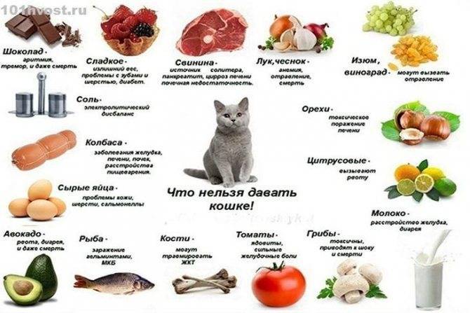 Советы ветеринаров, чем кормить британского котенка, и как правильно ухаживать
