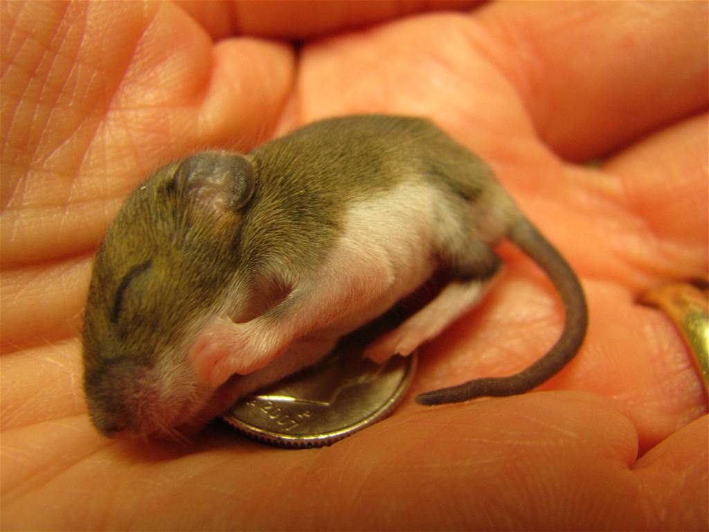 Беременность мышей - сколько длится, сколько мышат рожает мышь в домашних условиях