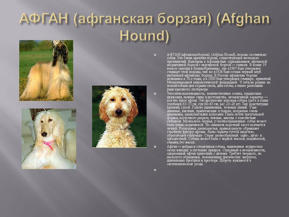 Афганская борзая: описание породы собак