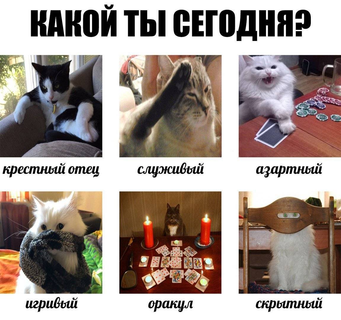 Какого вкуса не чувствуют кошки и коты - oozoo.ru