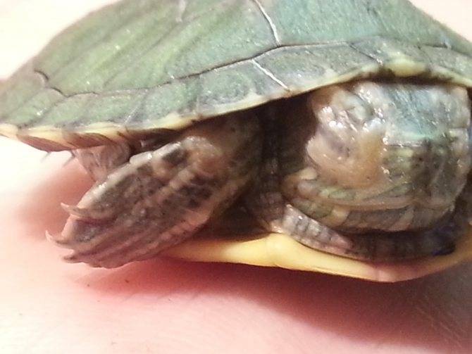 Как лечить глаза красноухим черепахам