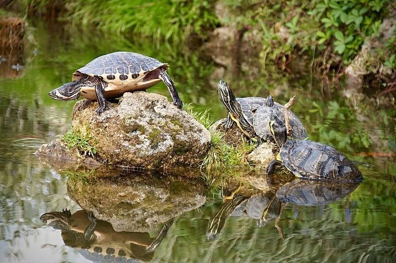 Природные враги черепах - все о черепахах и для черепах