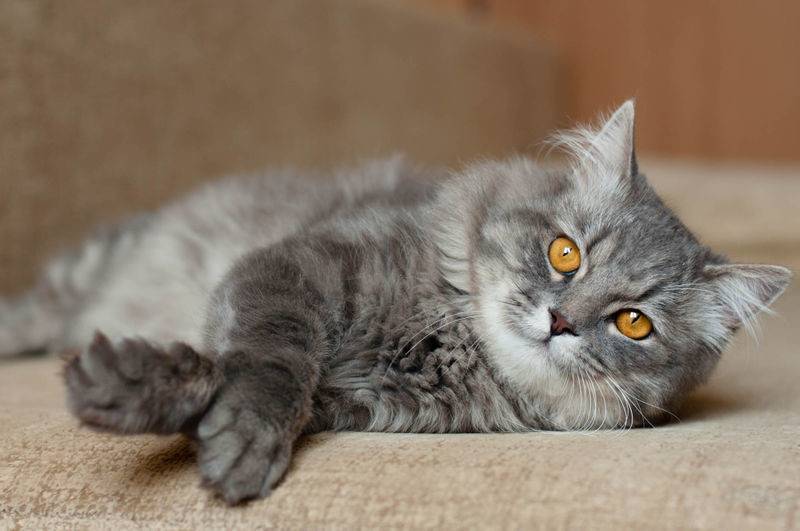 Британская длинношерстная порода кошек, фото. topcat