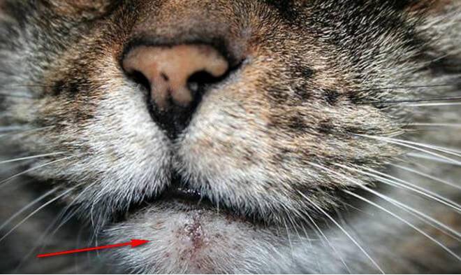 Акне у кошек: 155 фото правильной диагностики заболевания и лечение в домашних условиях