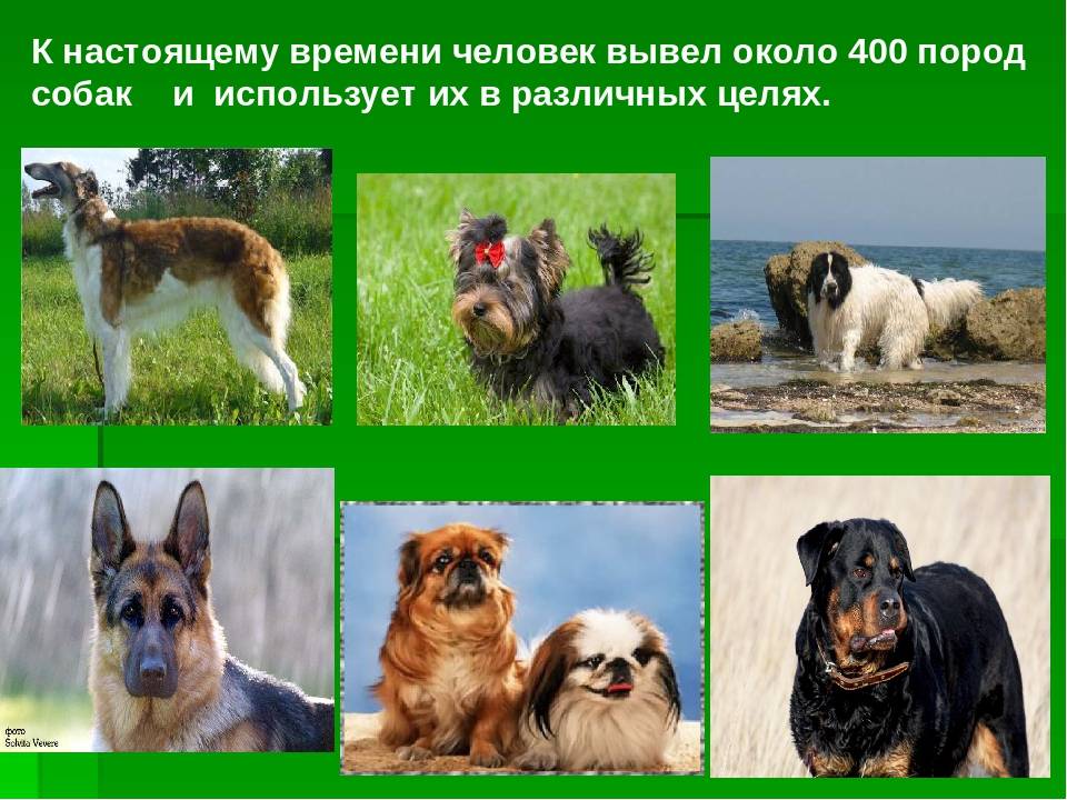 Русские породы собак — наши родные