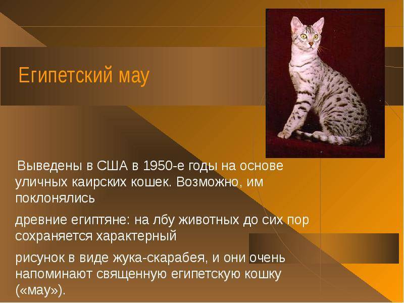 Египетская мау - 120 фото шикарного вида кошек, полный обзор!