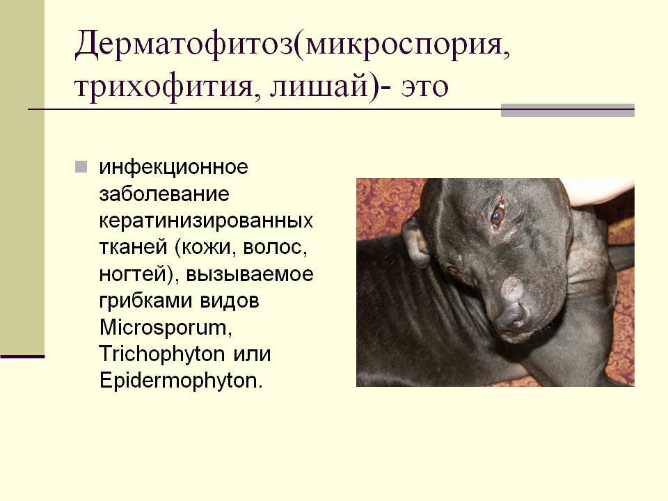 Малассезиозный дерматит у собак